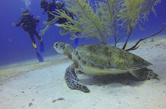 plongée, plongée sous-marine